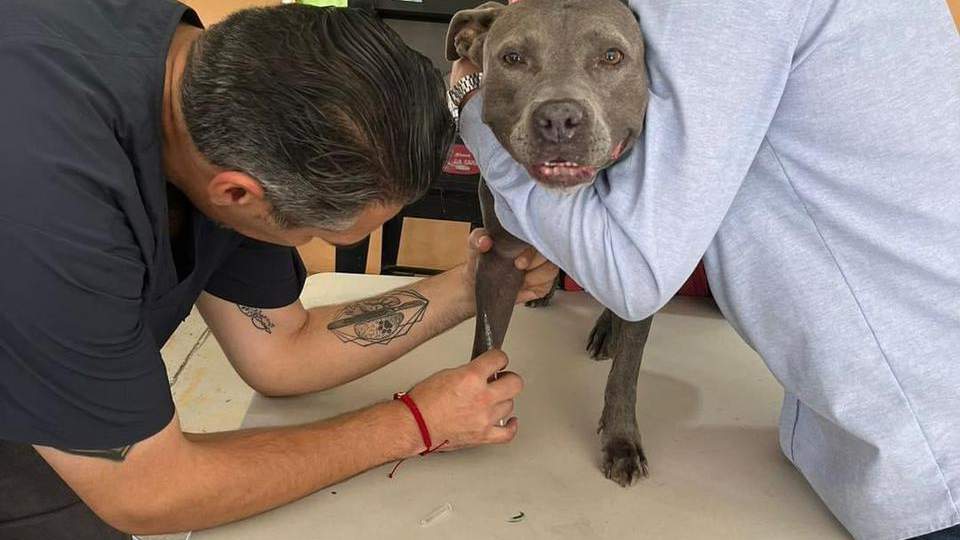 Gobierno de Sonora atiende salud de más de cien animales de compañía en Hermosillo