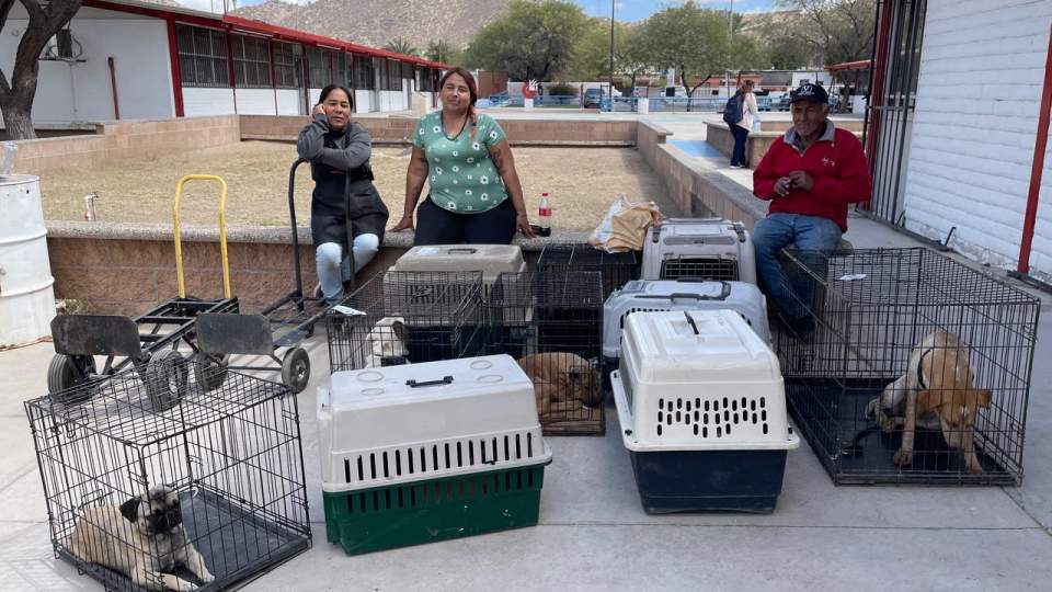 Beneficia gobierno de Sonora salud de animales con Jornada Integral de Esterilización y Bienestar en Punta Chueca