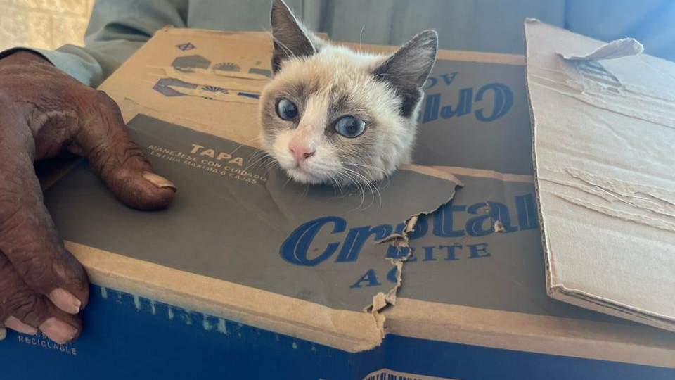 Beneficia gobierno de Sonora salud de animales con jornada integral de bienestar y esterilización en municipio de Rayón