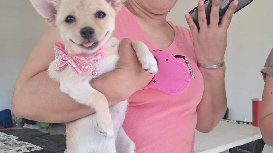 Gobierno de Sonora brinda servicios de esterilización en beneficio de animales de compañía en Sahuaripa