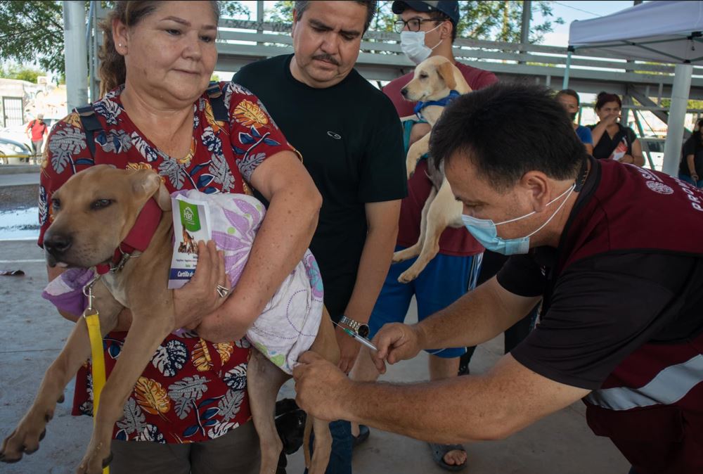 Invita Salud Sonora a la primera jornada de vacunación antirrábica canina y felina